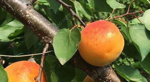 吃瓜后再吃杏子行吗,夏日消暑美食之旅