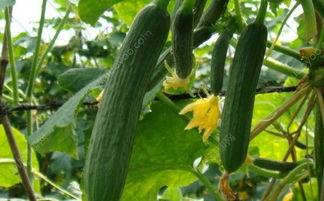 吃瓜后再吃杏子行吗,夏日消暑美食之旅