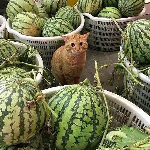 鲁山卖鞋吃瓜,吃瓜群众变身鞋业达人