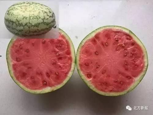 吃瓜终被人吃瓜,揭秘“吃瓜终被人吃瓜”的真相与反思