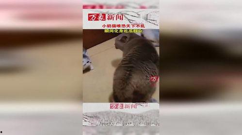 猫吵架吃瓜群众,吃瓜群众围观猫咪吵架现场