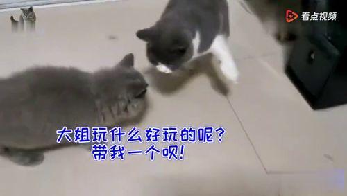 猫吵架吃瓜群众,吃瓜群众围观猫咪吵架现场
