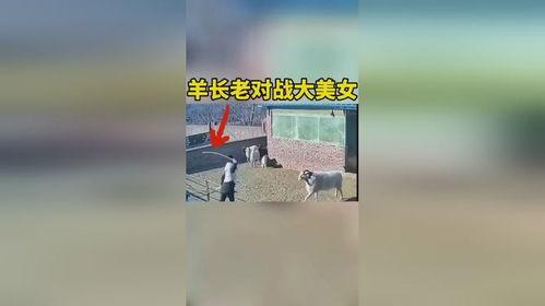 羊圈吃瓜,一场别开生面的乡村盛宴