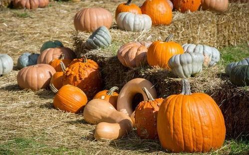 羊圈吃瓜,一场别开生面的乡村盛宴