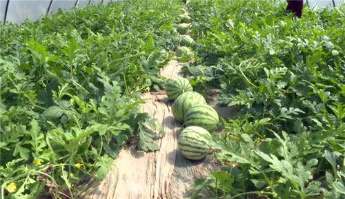 彩塘最新吃瓜视频,揭秘幕后真相，带你领略网络风云