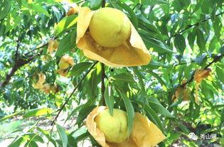 溪溪吃瓜视频,揭秘娱乐圈幕后故事