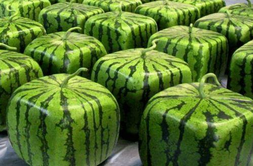 吃瓜动作在哪里,吃瓜动作背后的秘密生成地