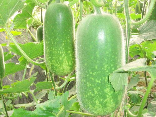 武汉疫情吃瓜图片,记录那些难忘的抗疫瞬间