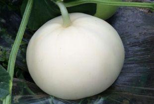 感冒梨瓜可以吃吗,梨瓜是否适宜食用？