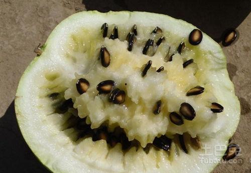 胃炎吃籽瓜,天然食疗新选择