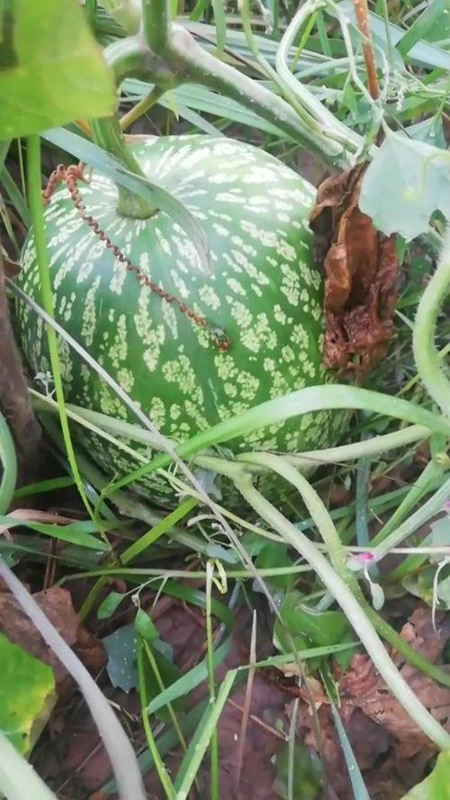 吃瓜之余的感悟,品味人间百态，洞察生活真谛