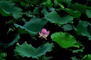 吃瓜之余的感悟,品味人间百态，洞察生活真谛