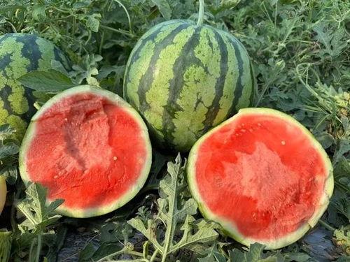 吃瓜吃瓜怎么打出来,揭秘“吃瓜吃瓜”背后的趣味与智慧