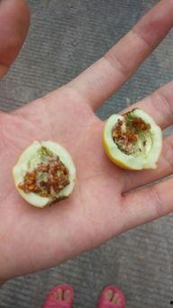 梨瓜仓鼠可以吃吗有毒吗,有毒与否揭秘