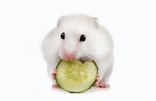 梨瓜仓鼠可以吃吗有毒吗,有毒与否揭秘