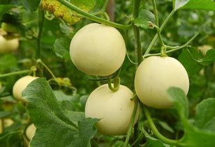 usca吃瓜,一场网络狂欢背后的真相