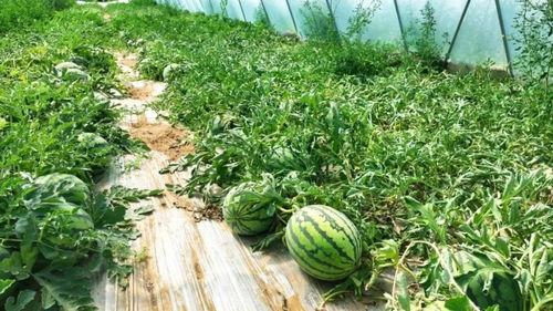 草席上吃瓜,传统生活里的悠闲时光