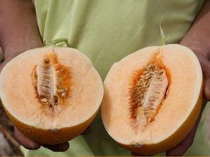 吃泰蜜的瓜,吃泰蜜瓜的甜蜜诱惑与养生奥秘