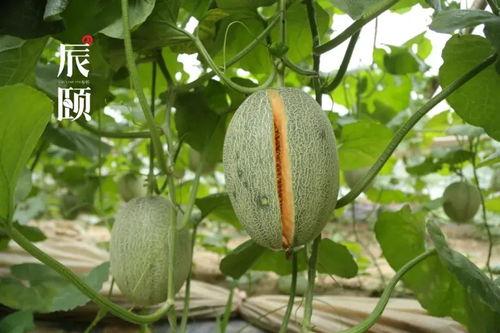 吃泰蜜的瓜,吃泰蜜瓜的甜蜜诱惑与养生奥秘