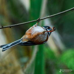小鸟吃生瓜视频,小鸟挑战生瓜美味大揭秘