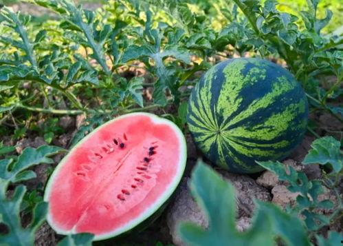 山东莱芜吃瓜,瓜果飘香，品味田园生活