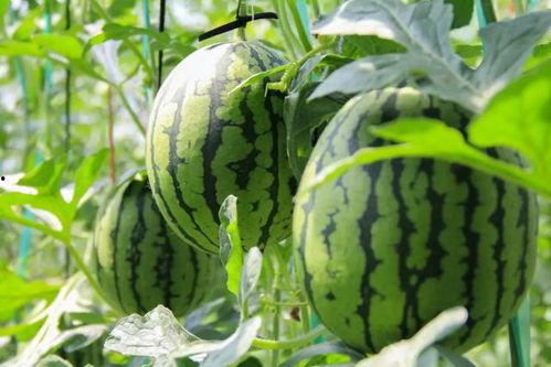 瓜州免费吃瓜骗局视频,视频曝光背后的真相