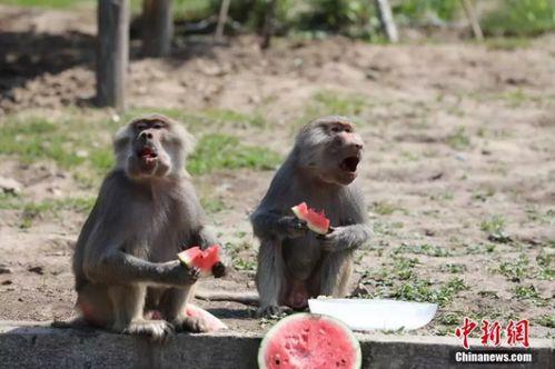 树林吃瓜,探寻自然与生活的和谐共鸣