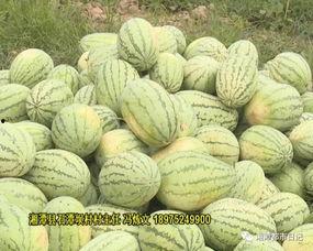 农民伯伯吃瓜图片,农民伯伯的丰收喜悦瞬间