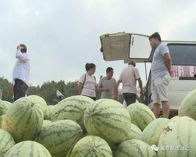 农民伯伯吃瓜图片,农民伯伯的丰收喜悦瞬间