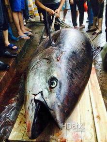 汕尾渔民吃瓜事件,一场引发社会关注的争议风波