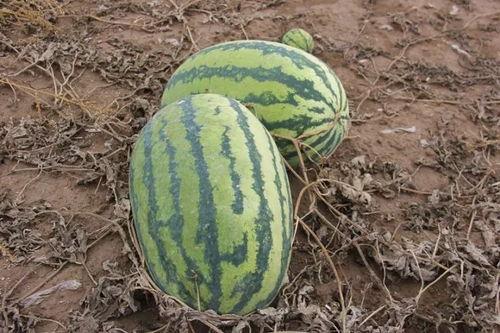 田地吃瓜,揭秘农村生活的甜蜜瞬间