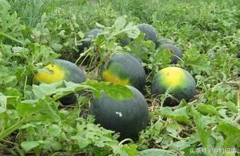 田地吃瓜,揭秘农村生活的甜蜜瞬间