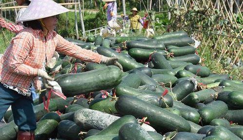 三火吃瓜现场,揭秘娱乐圈幕后风云