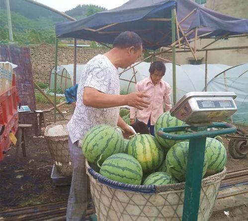 吃瓜甜妹麒麟瓜,一场甜蜜的瓜果奇遇记