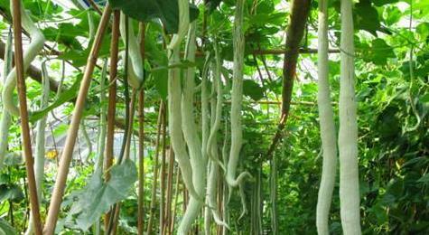 吃蛇瓜减肥吗,揭秘神奇瓜果的瘦身奥秘