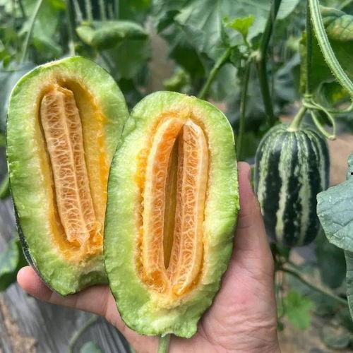 什么季节吃瓜最快,畅享清凉——四季吃瓜指南