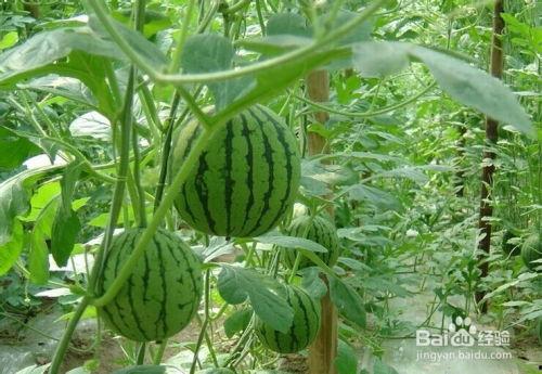 青州吃瓜事件山上的瓜,一场别开生面的“吃瓜”盛宴