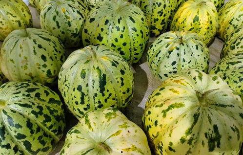 吃瓜不用牙,揭秘轻松享受美食的神奇技巧