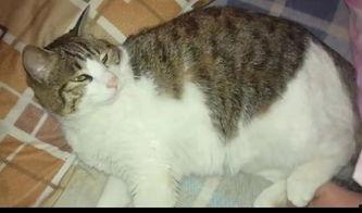 美国猫咪在线吃瓜