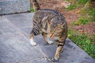 美国猫咪在线吃瓜