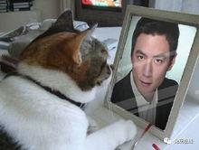 pdd吃瓜全集,揭秘娱乐圈幕后真相