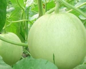 女人吃瓜怀孕,女性吃瓜怀孕的奇妙旅程