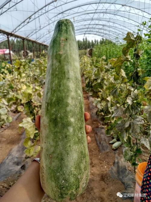 吃瓜南坪区,吃瓜群众的热闹乐园