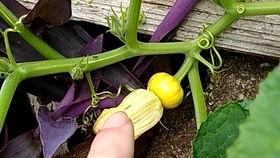 花冰冷吃瓜,揭秘娱乐圈幕后故事