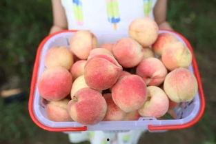 泡泡吃瓜群,揭秘网络社交圈的趣味与争议