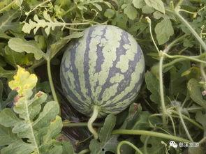 金手指吃瓜了吗