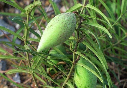 瓢瓜宝宝可以吃,营养美味，宝宝辅食新选择
