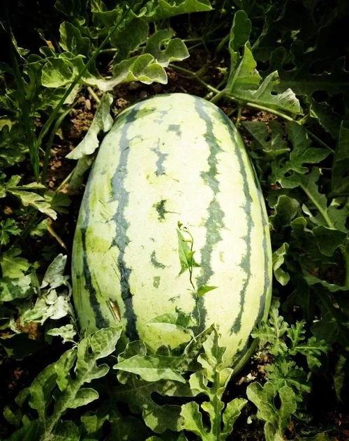 长垣最近吃瓜视频,揭秘当地热点事件背后的真相