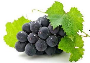 娱乐吃瓜酱吃葡萄,娱乐吃瓜酱带你品味葡萄的甜蜜与酸涩