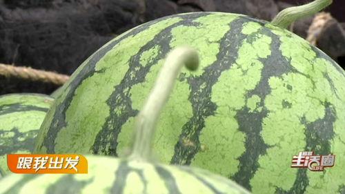 梦见别人摘老瓜送我吃